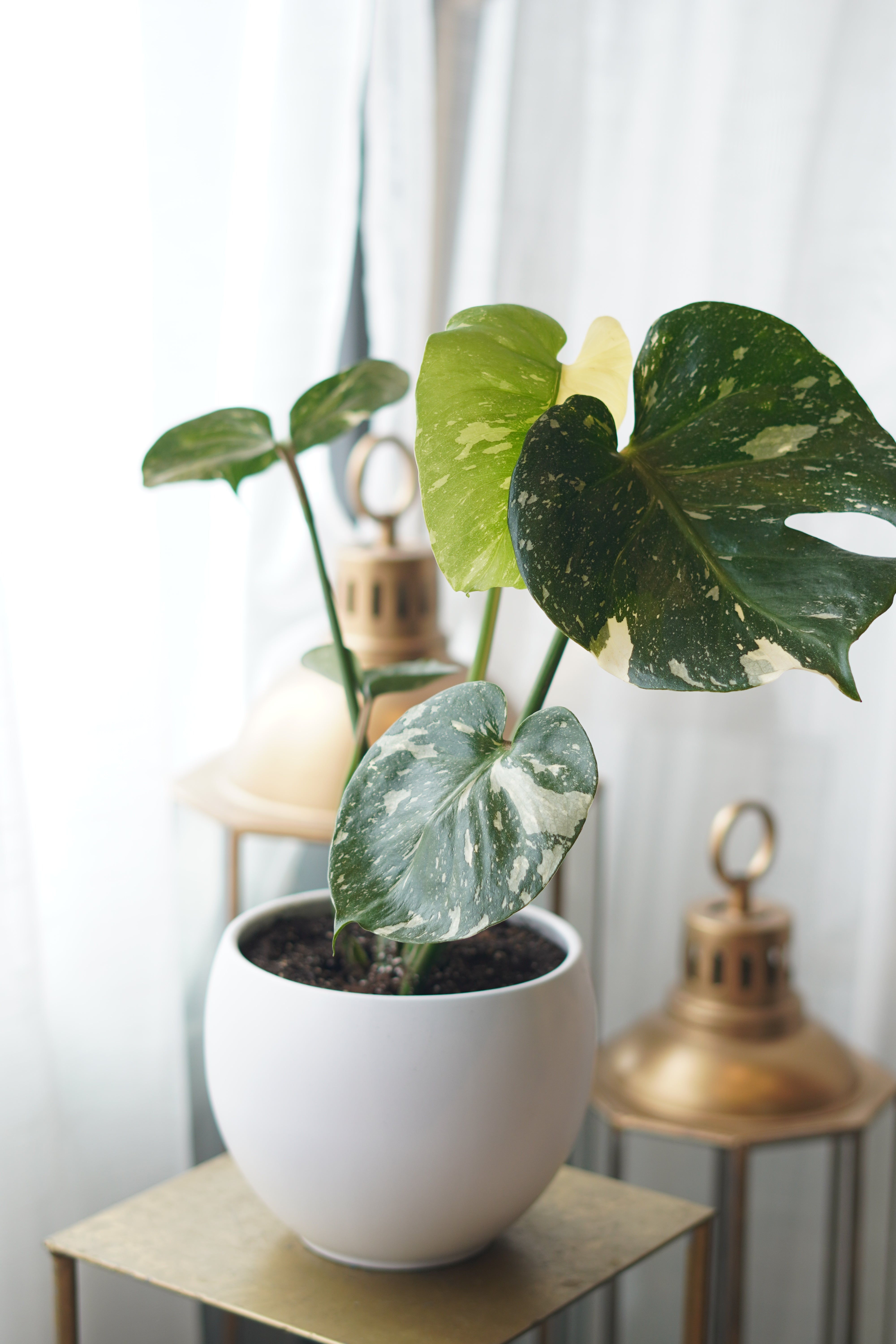 Variegated Monstera | Flower Delivery Toronto | Flower Shop