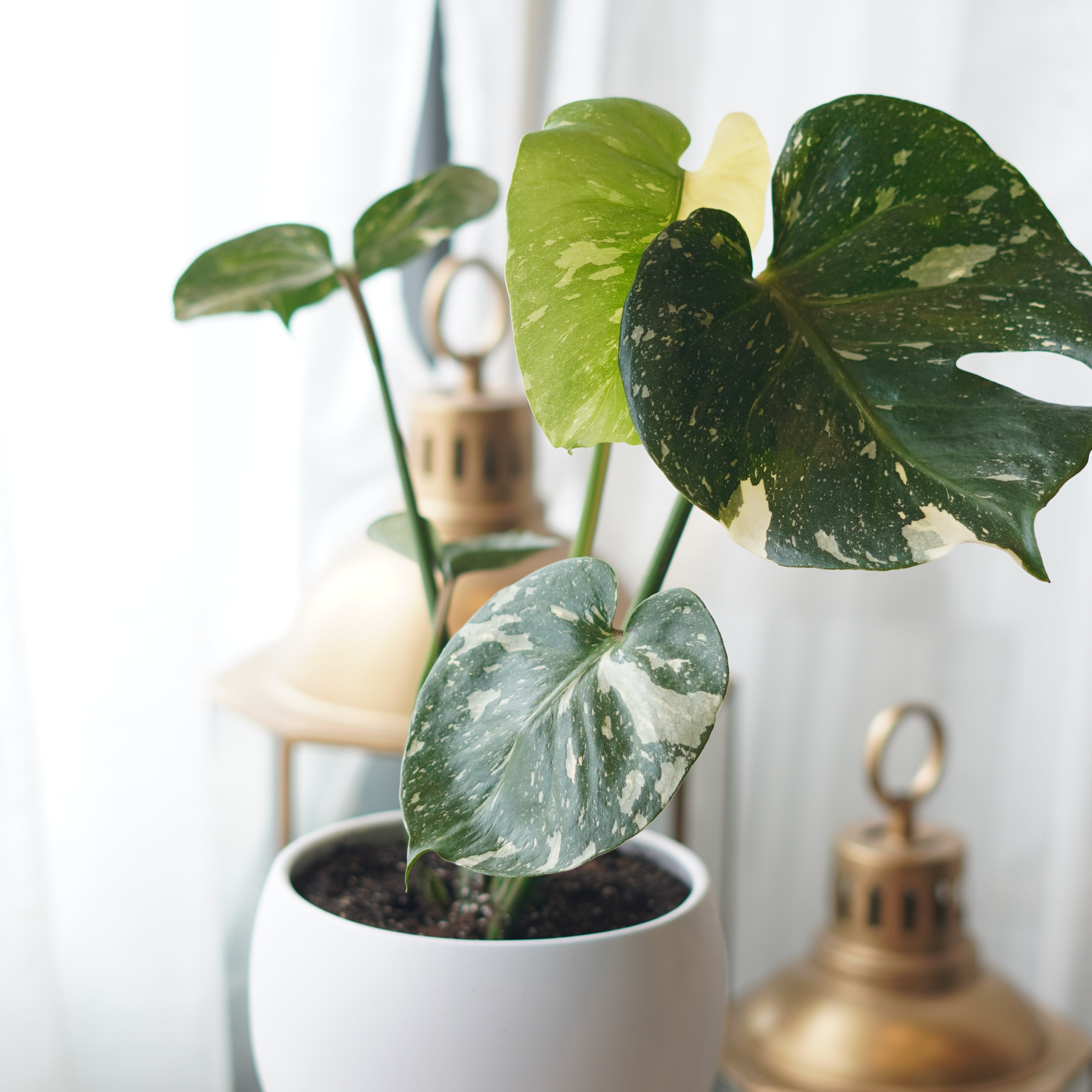 Variegated_Monstera.jpg