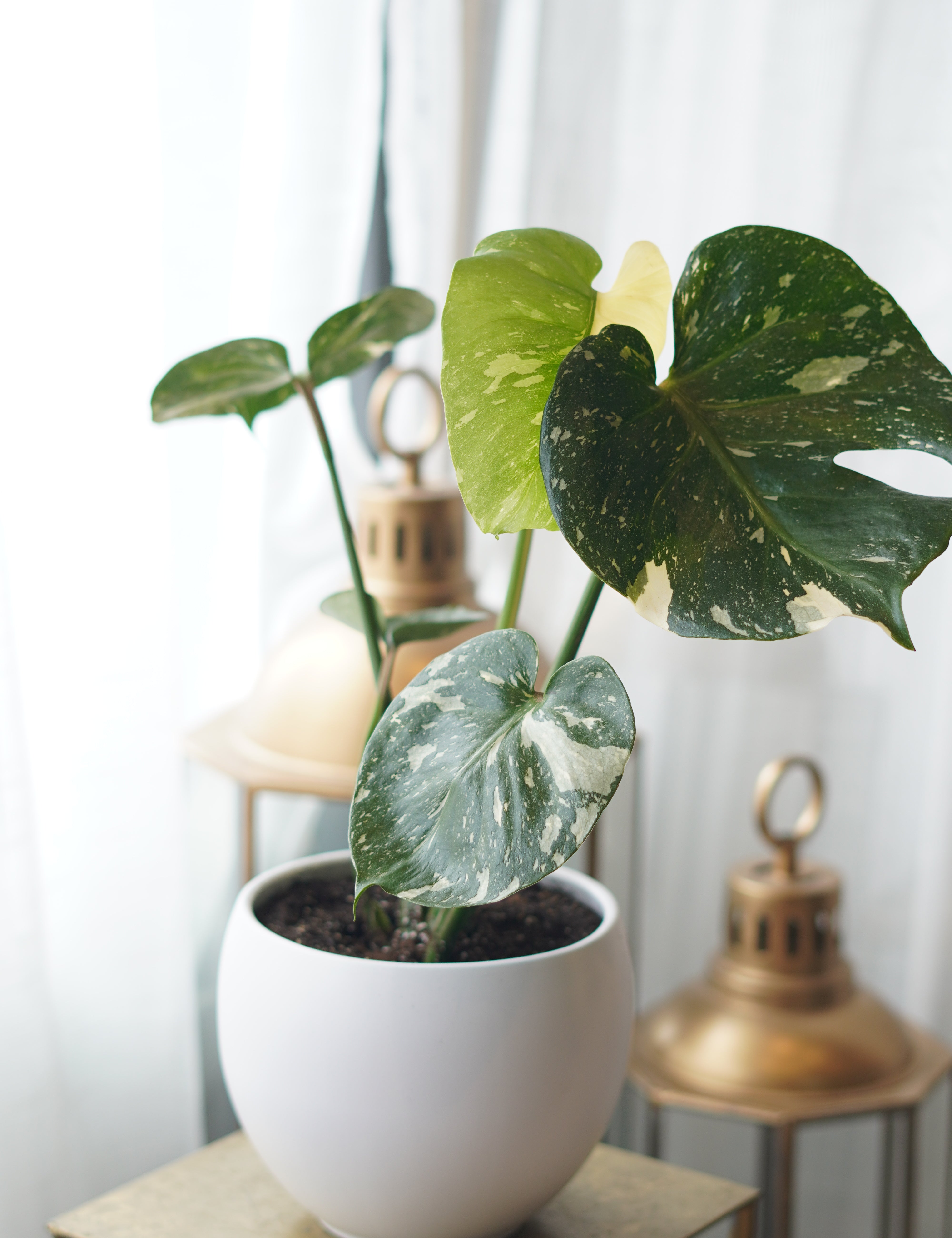 Variegated_Monstera.jpg