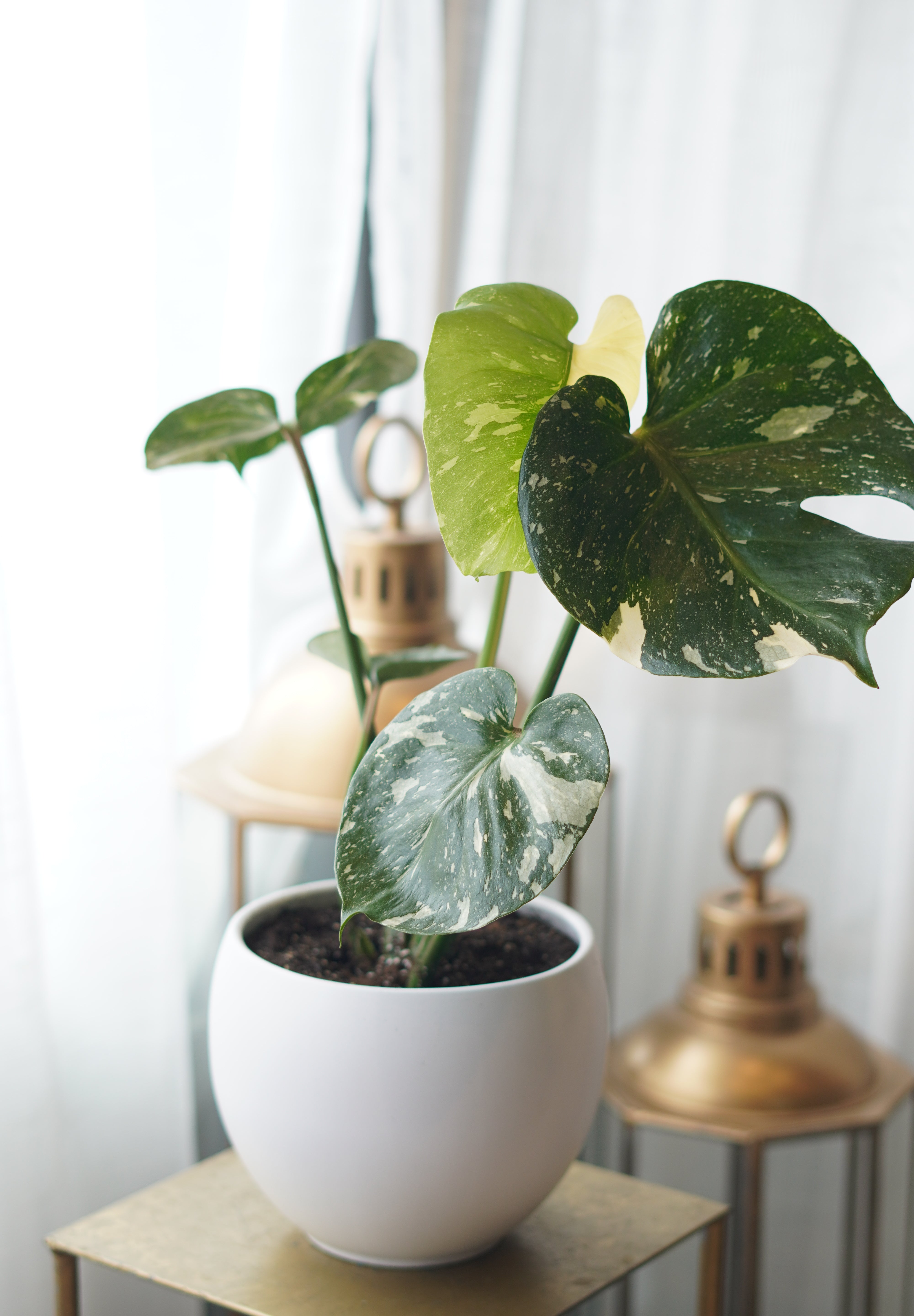 monstera plant toronto Variegated Monstera | Flower Delivery Toronto | Flower Shop Toronto