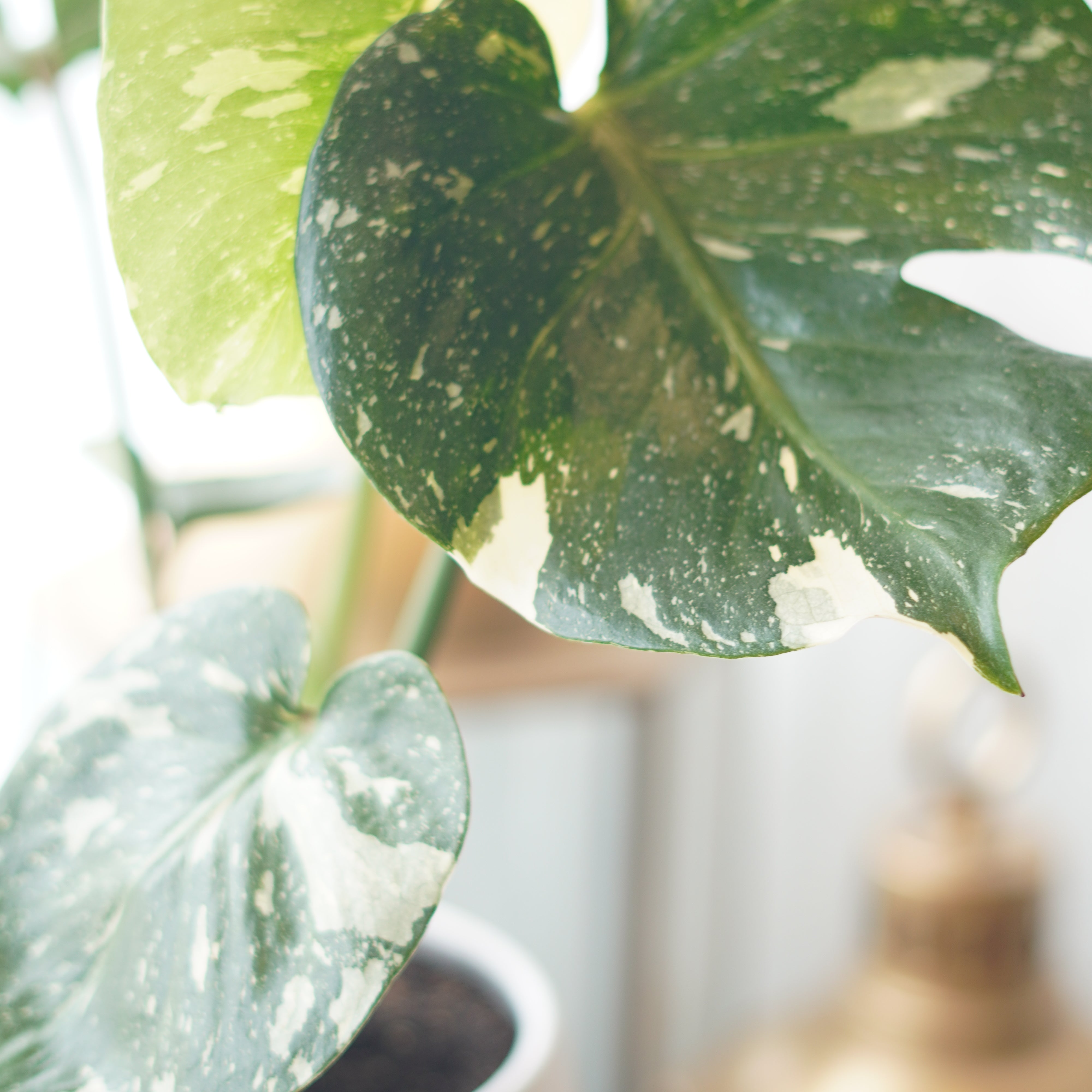 Variegated_Monstera2.jpg