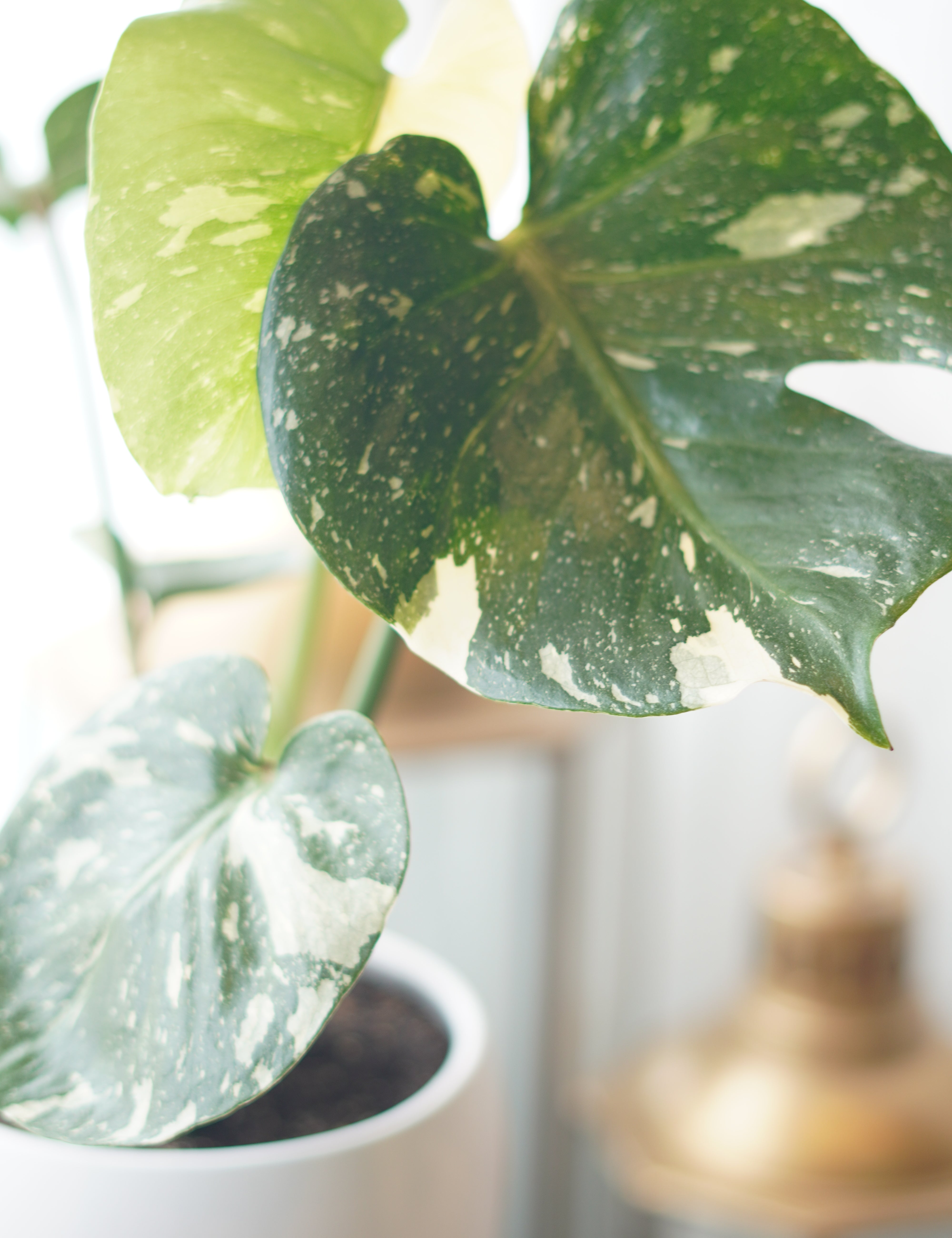 Variegated_Monstera2.jpg