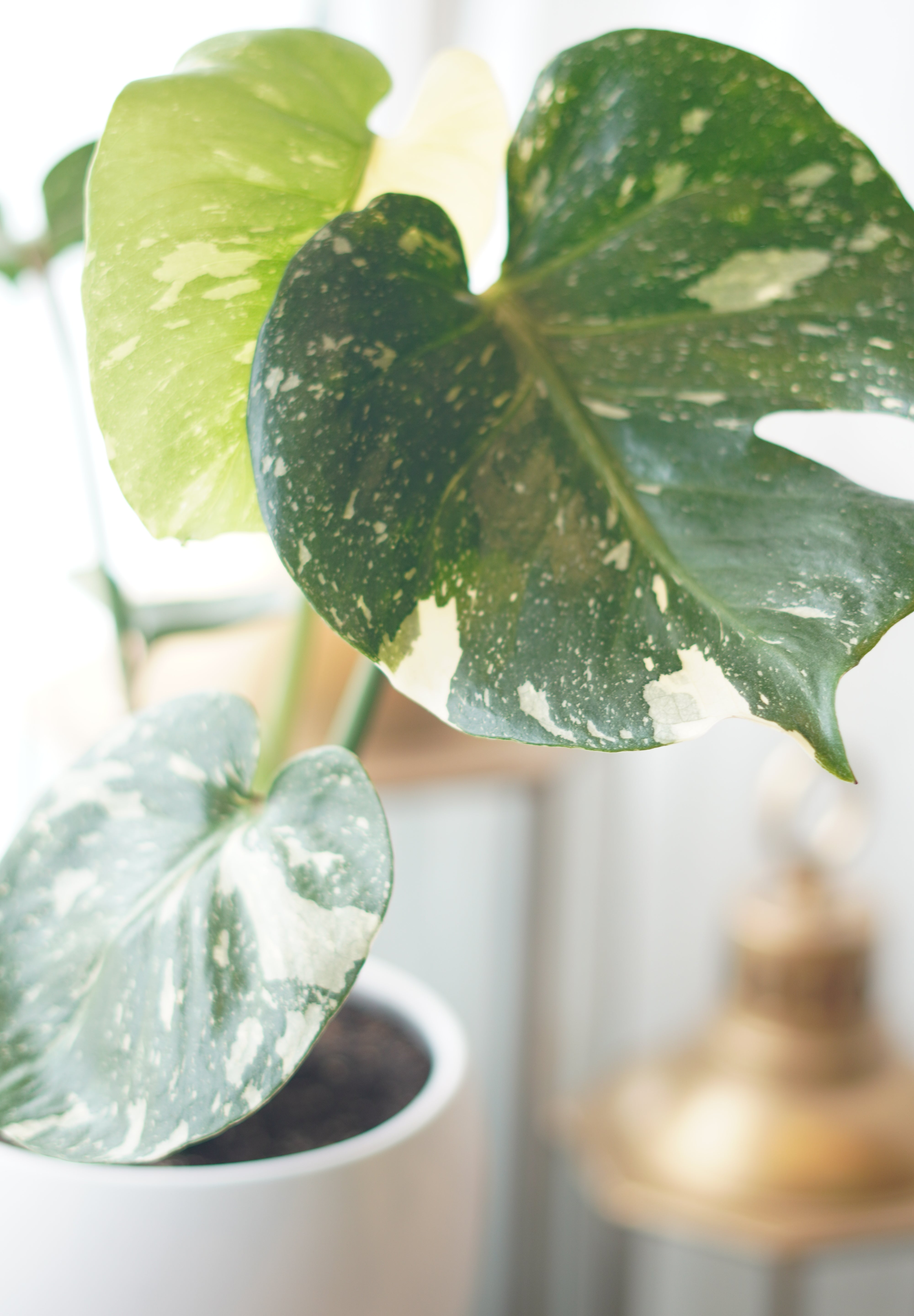 monstera deliciosa toronto Variegated Monstera | Flower Delivery Toronto | Flower Shop Toronto