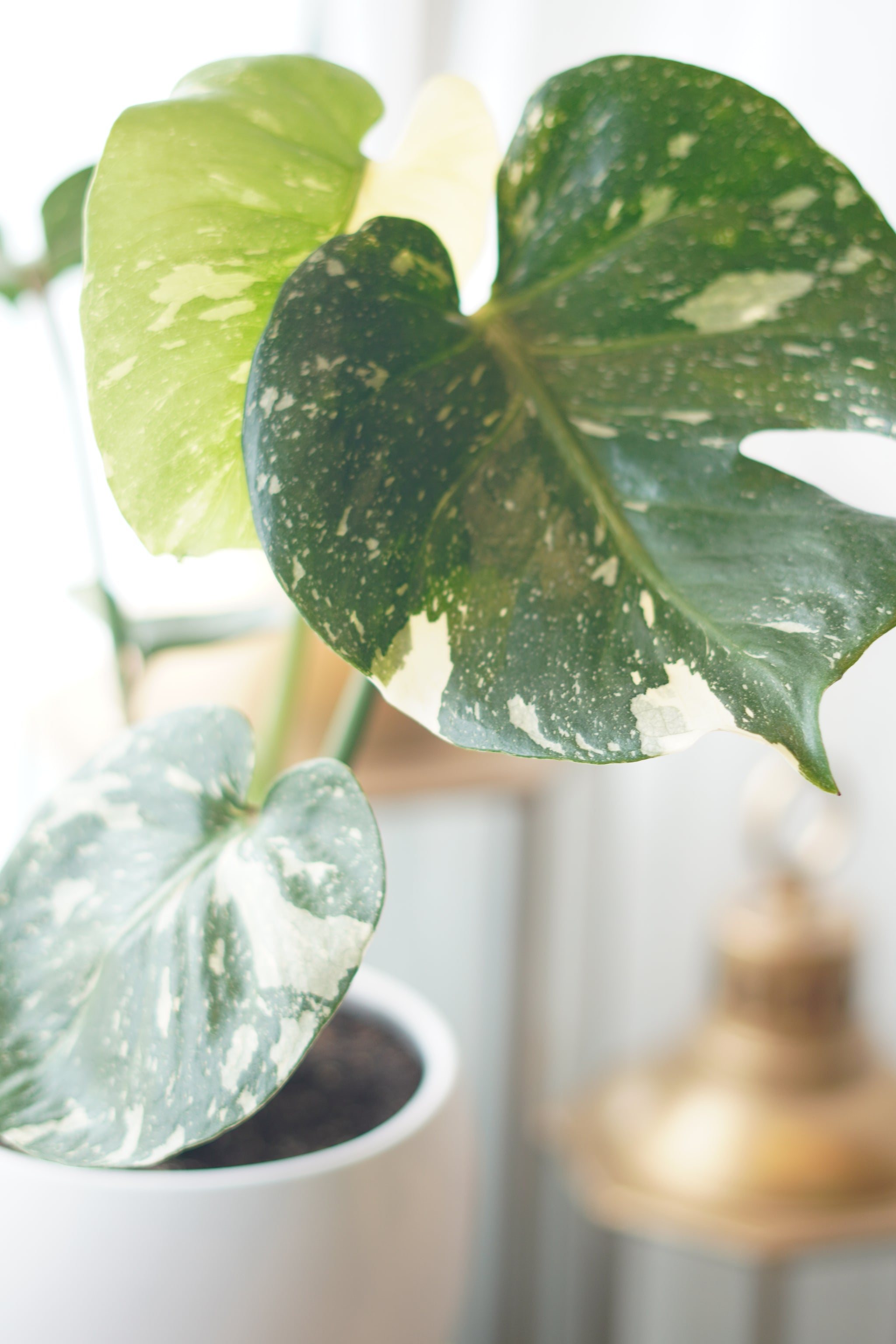Variegada Monstera Variegated Monstera | Flower Delivery Toronto | Flower Shop Toronto ...