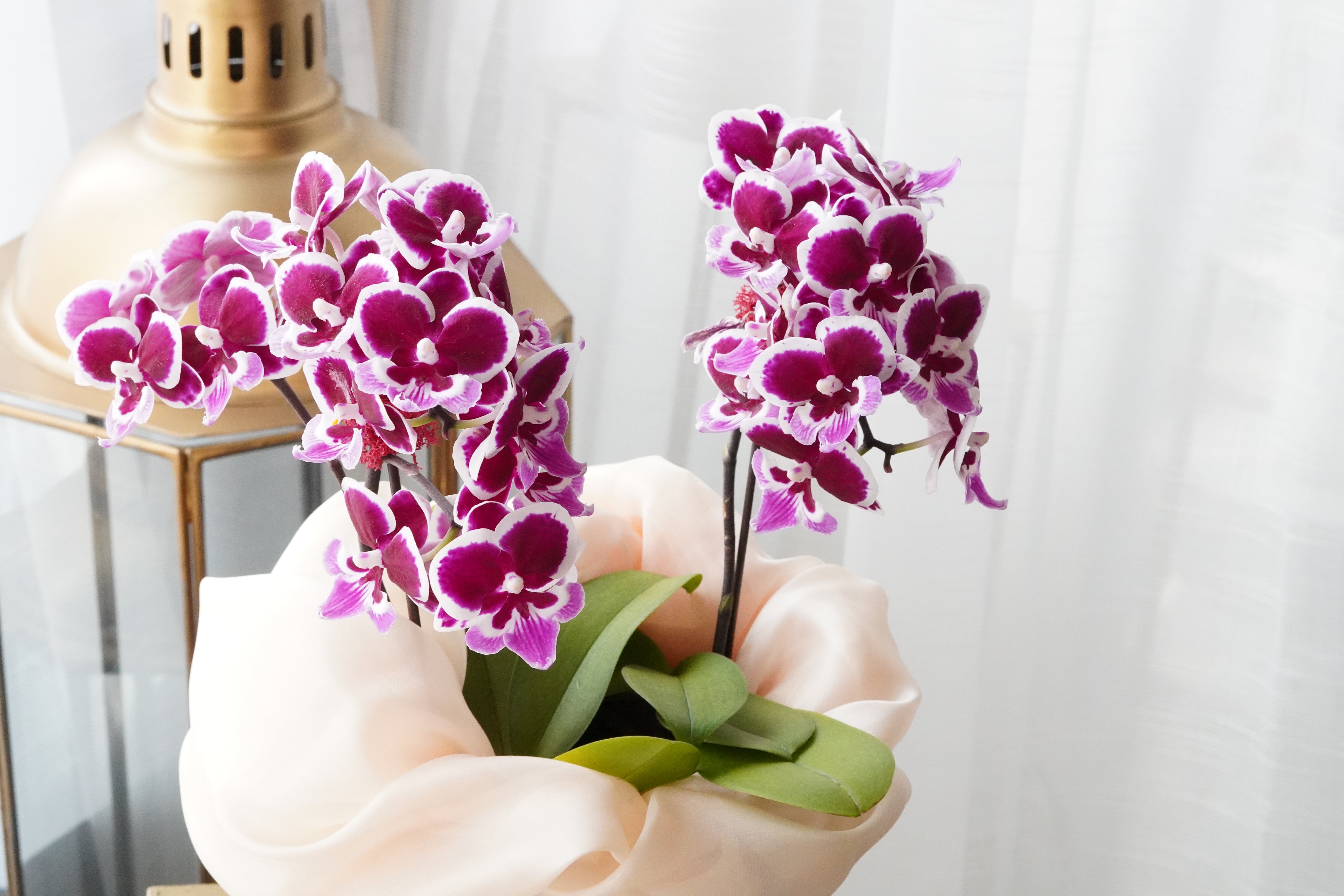 Elegant purple and white mini orchid wrapped in a traditional Korean Bojagi silk fabric.