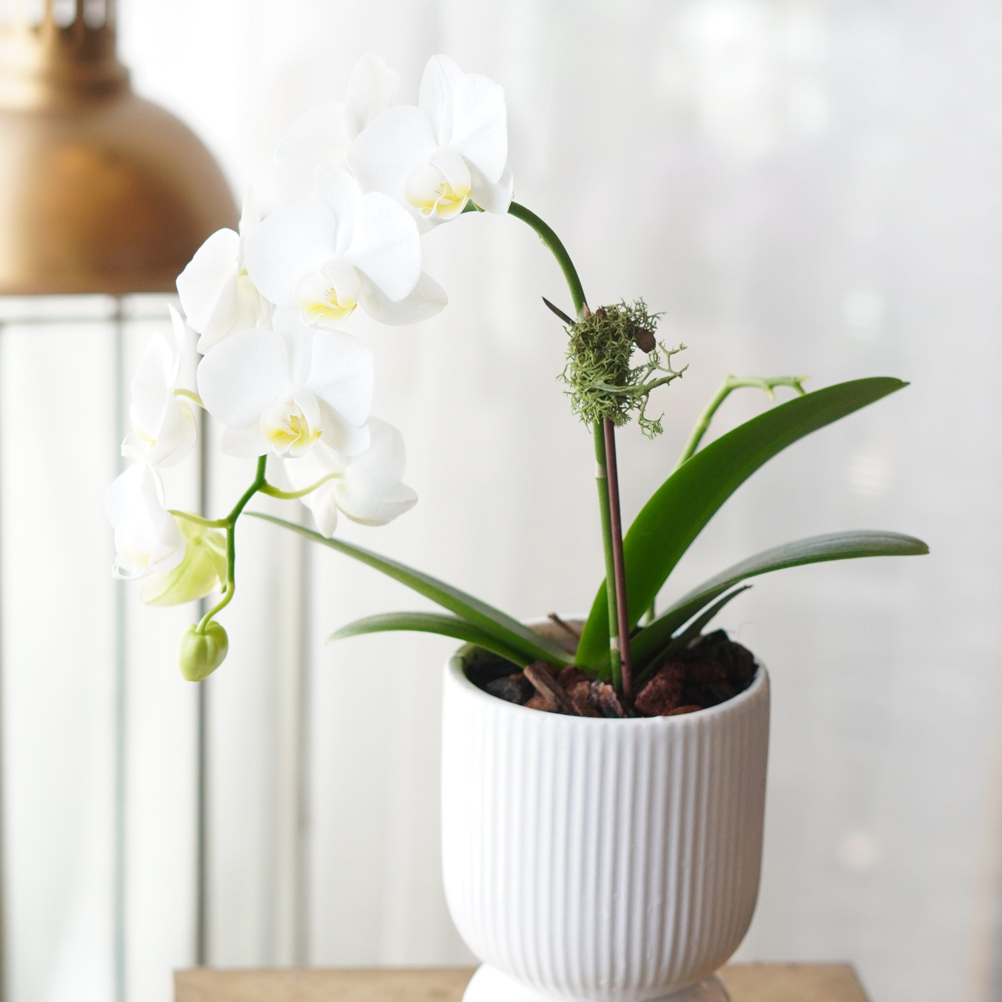 close up of a white mini orchid with a new flower bud emerging from the stem in a white ceramic pot