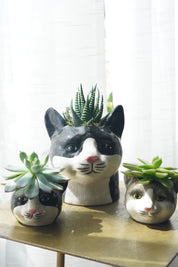 cat succulent planter collection Toronto