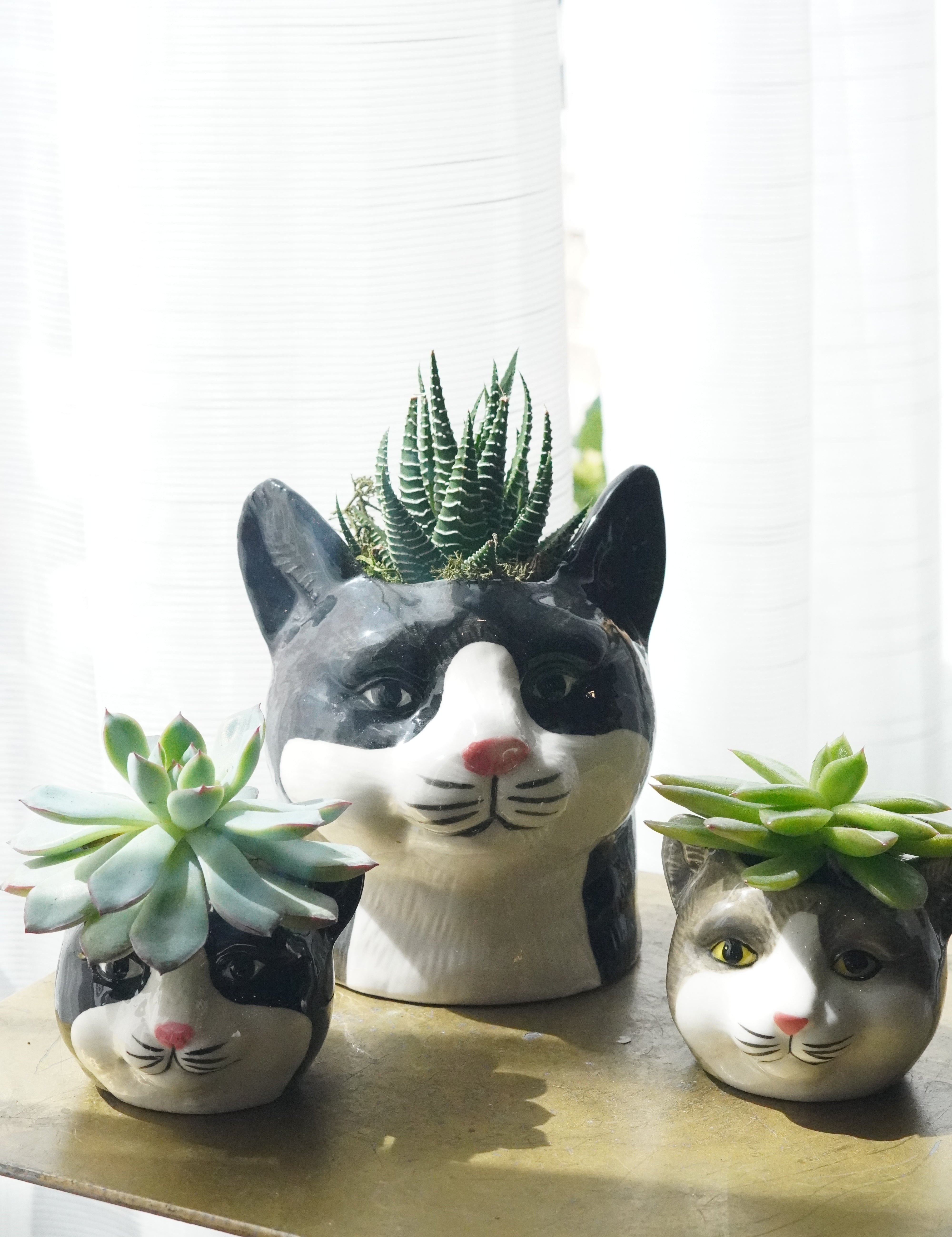 cat succulent planter collection Toronto