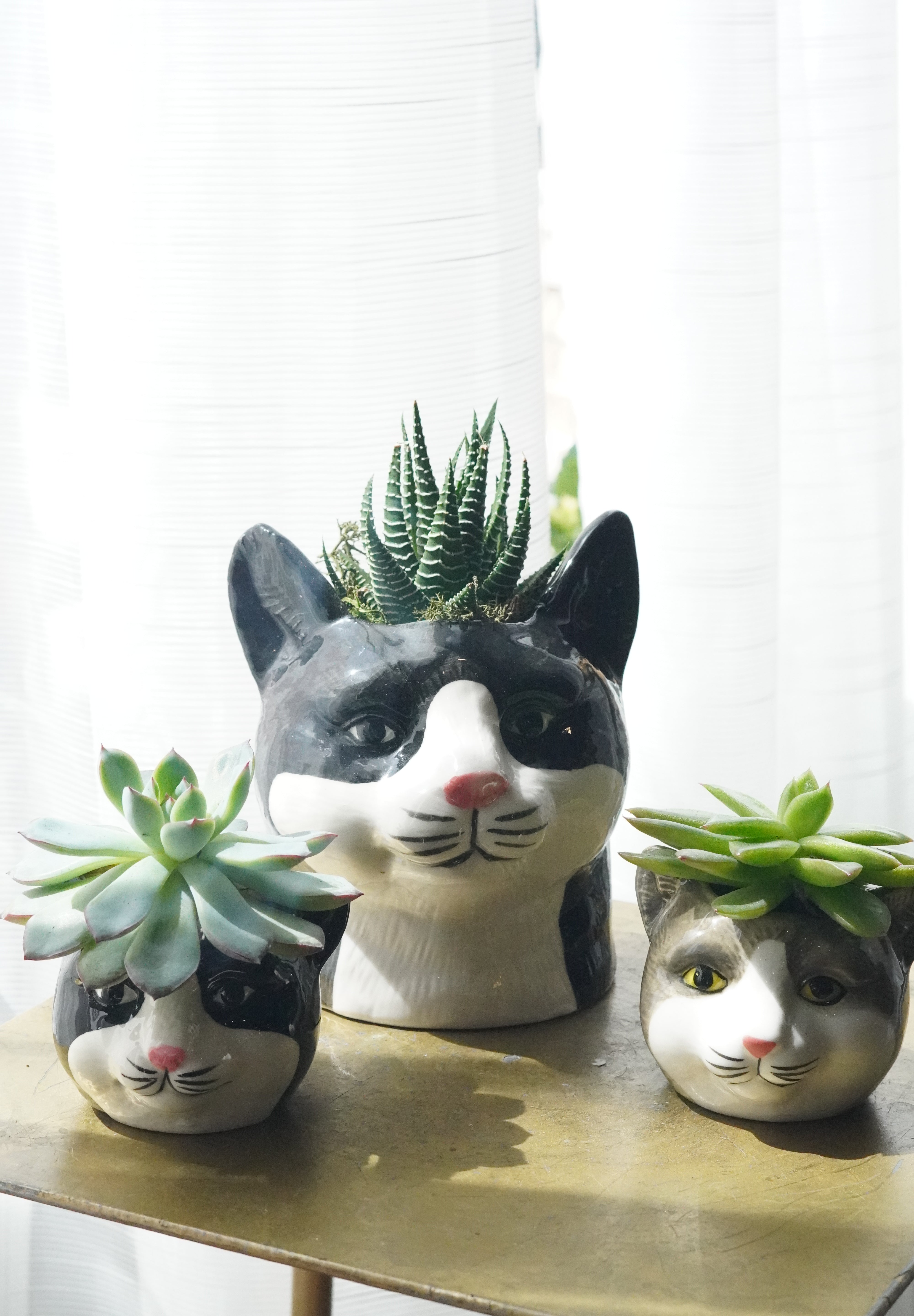 cat planter with succulent Cat Succulent Planter Collection – Moon's Flowers
