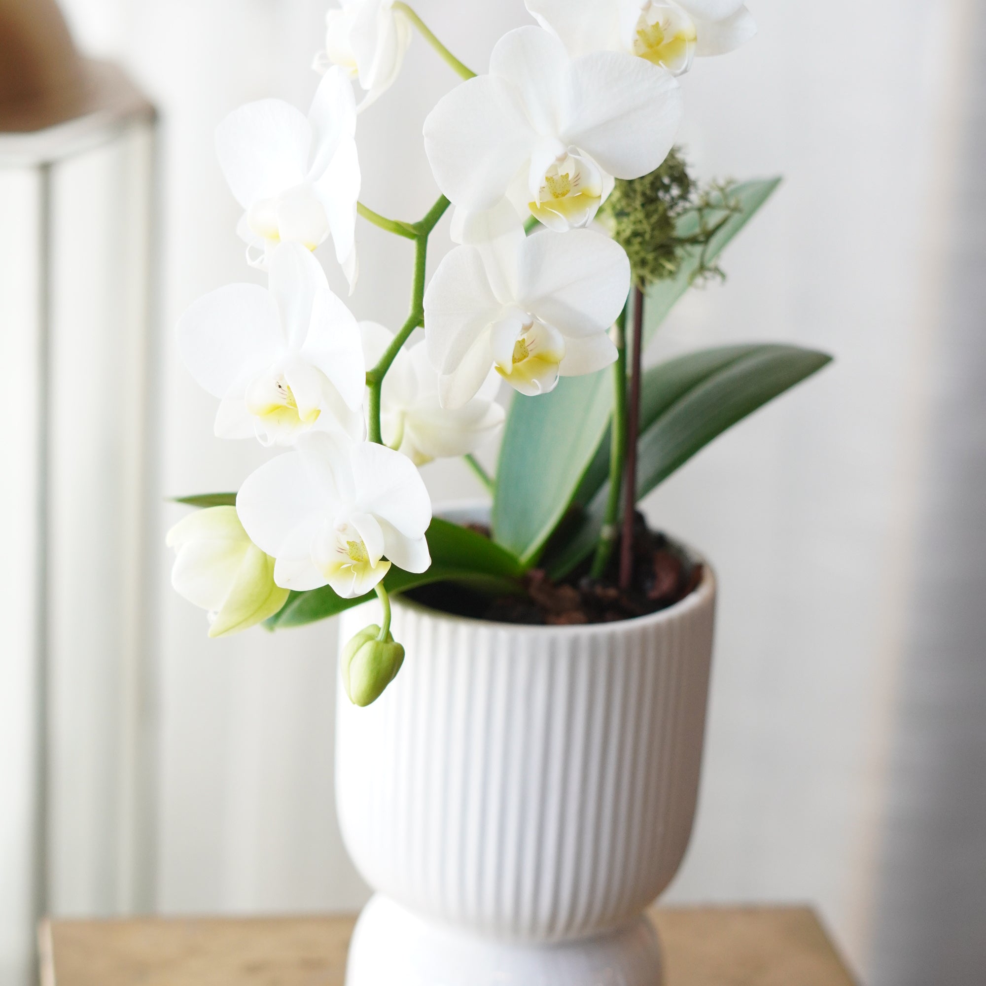 Natural orchid growth showing a fresh bloom spike and green leaves in a modern textured planter 