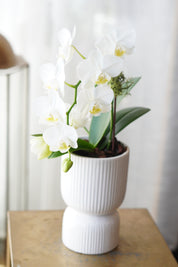Natural orchid growth showing a fresh bloom spike and green leaves in a modern textured planter 