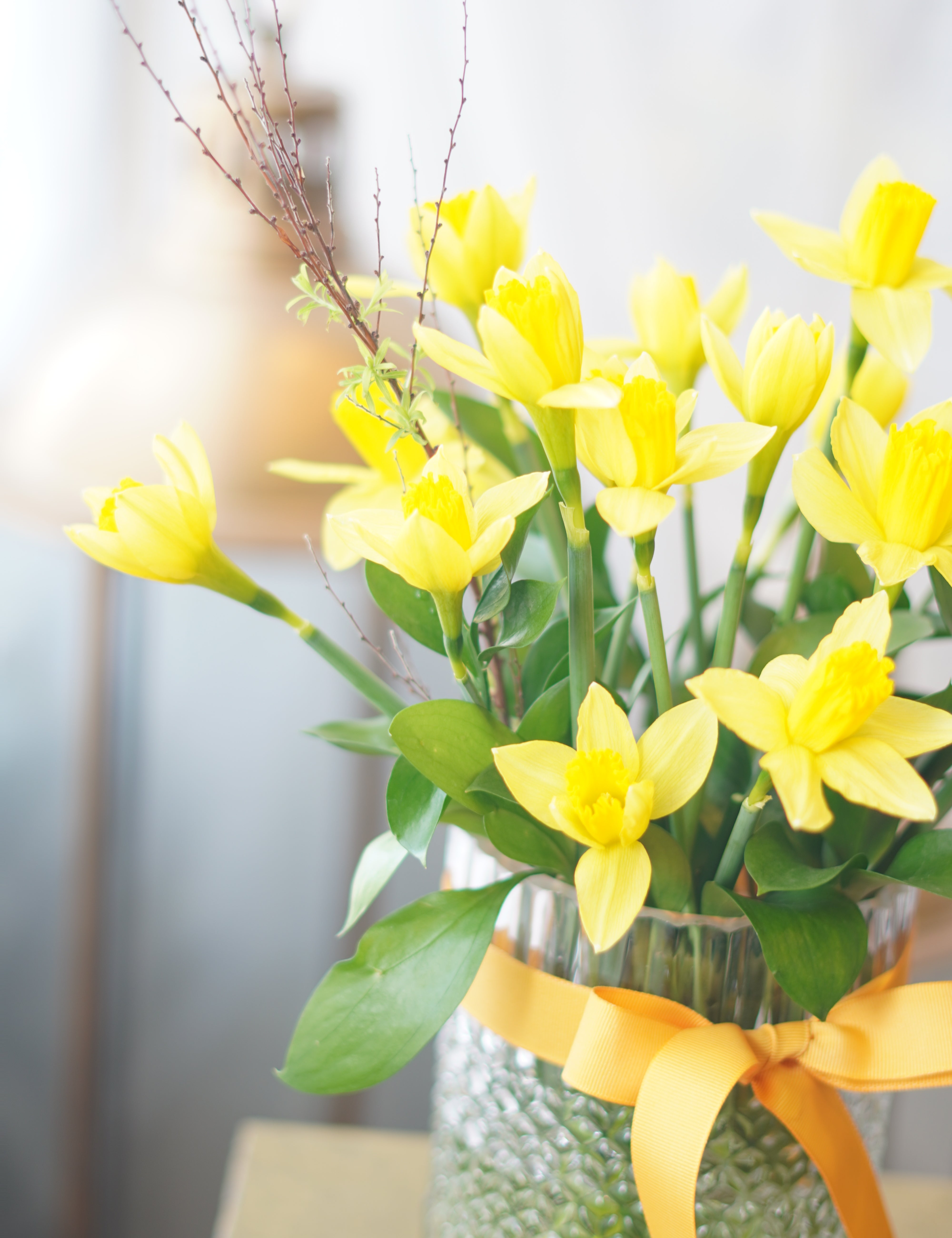 Close-up of fresh yellow daffodil blooms with vibrant spring petals