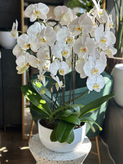 Giant Orchids - 6 stems