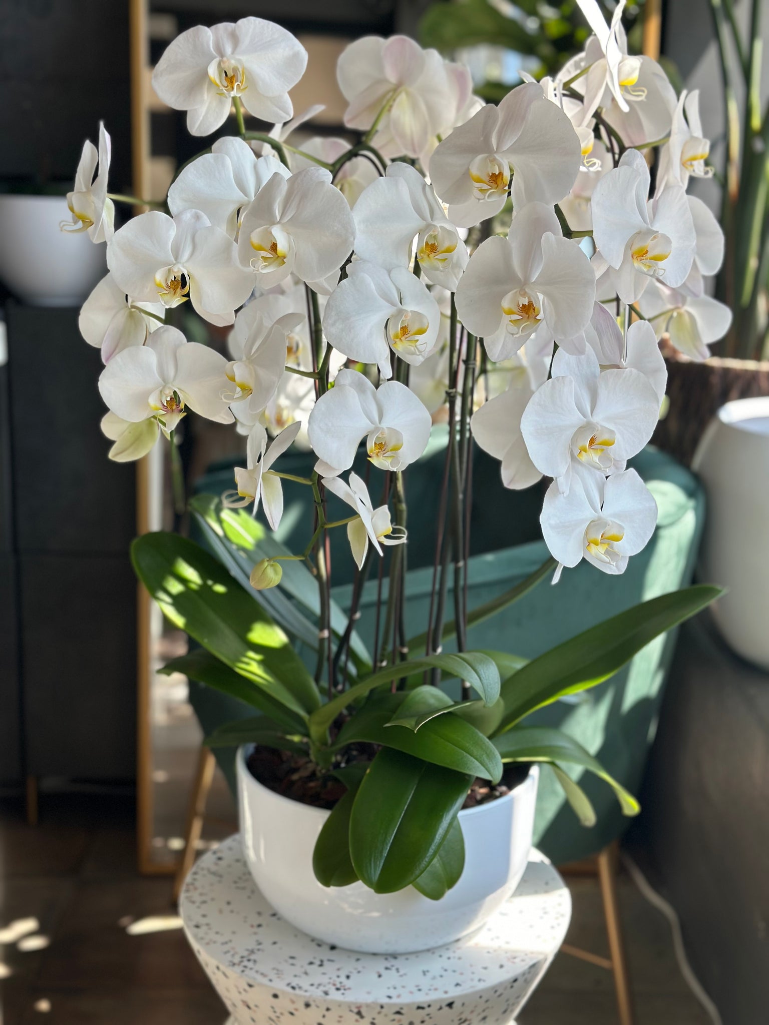 Giant orchids