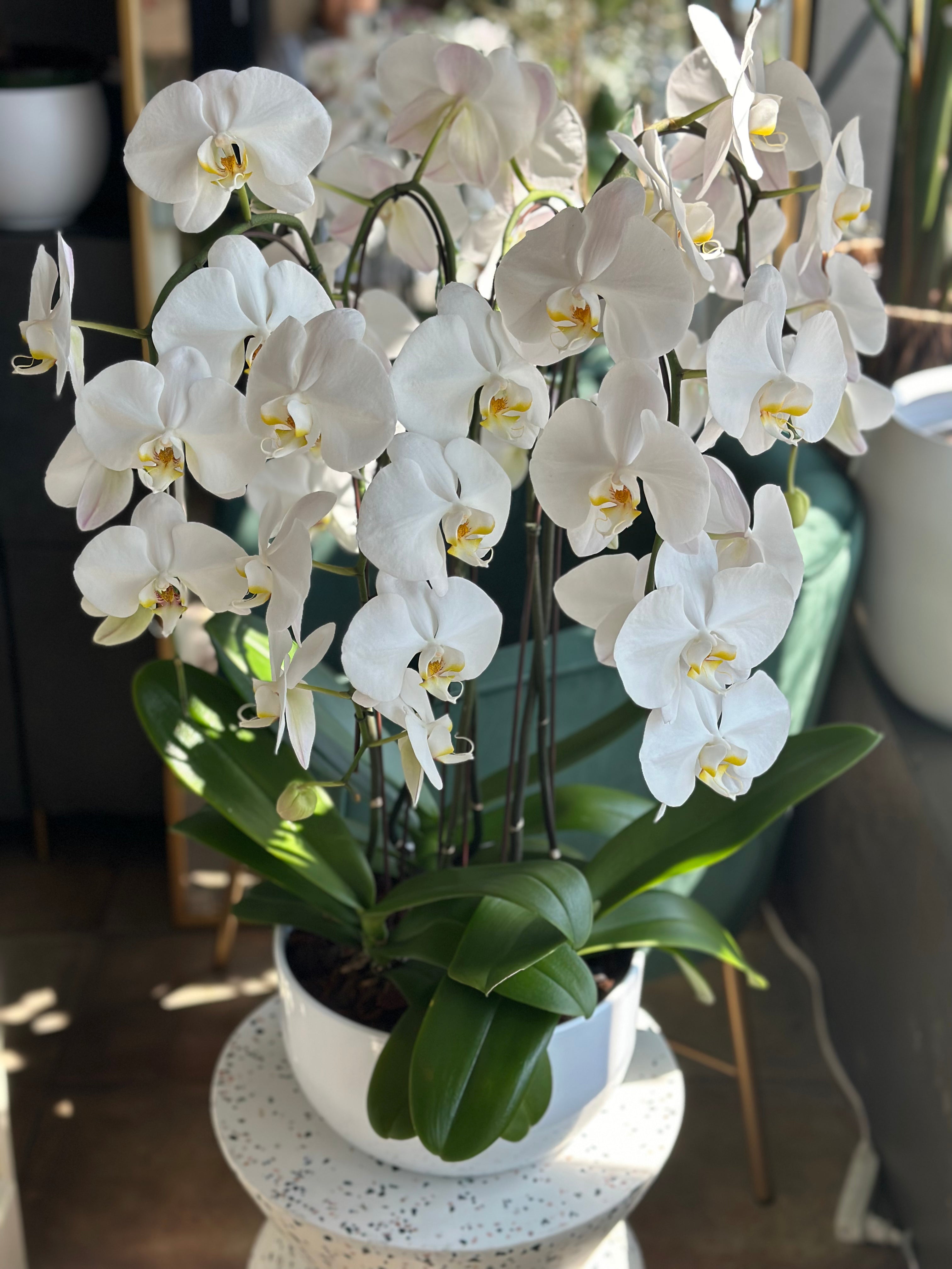 Giant Orchids - 6 stems