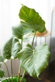 얼룩무늬 몬스테라