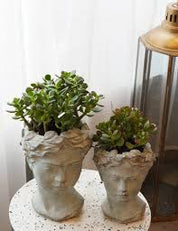 Jade plant in statue vase