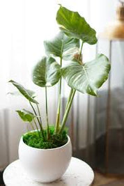 얼룩무늬 몬스테라