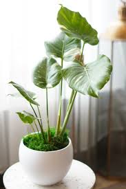 얼룩무늬 몬스테라