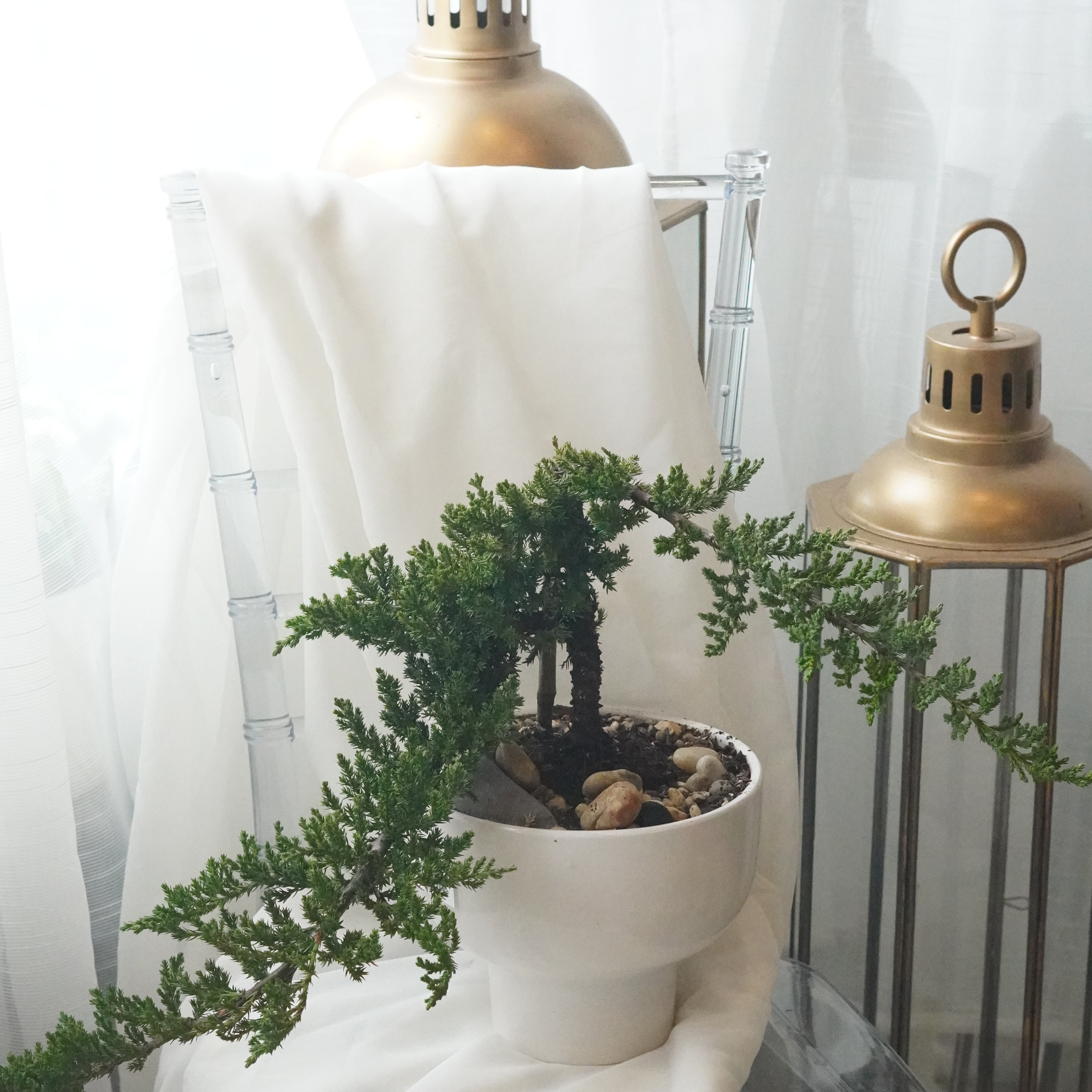 A sculptural Juniper Bonsai with organic branch flow and natural stone accents. Premium indoor plant gift with local delivery across Toronto and Mississauga