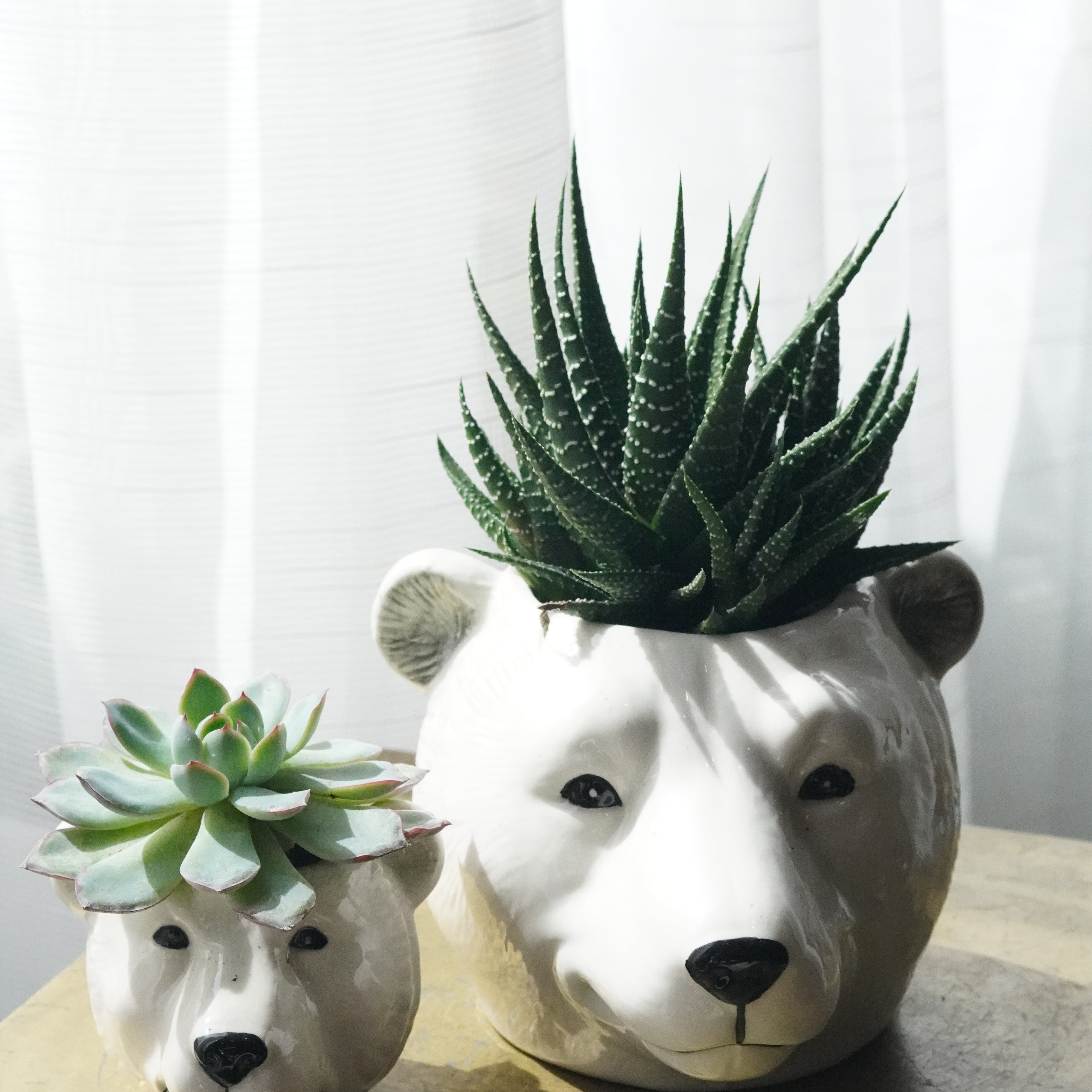 polar bear succulent planter duo Toronto
