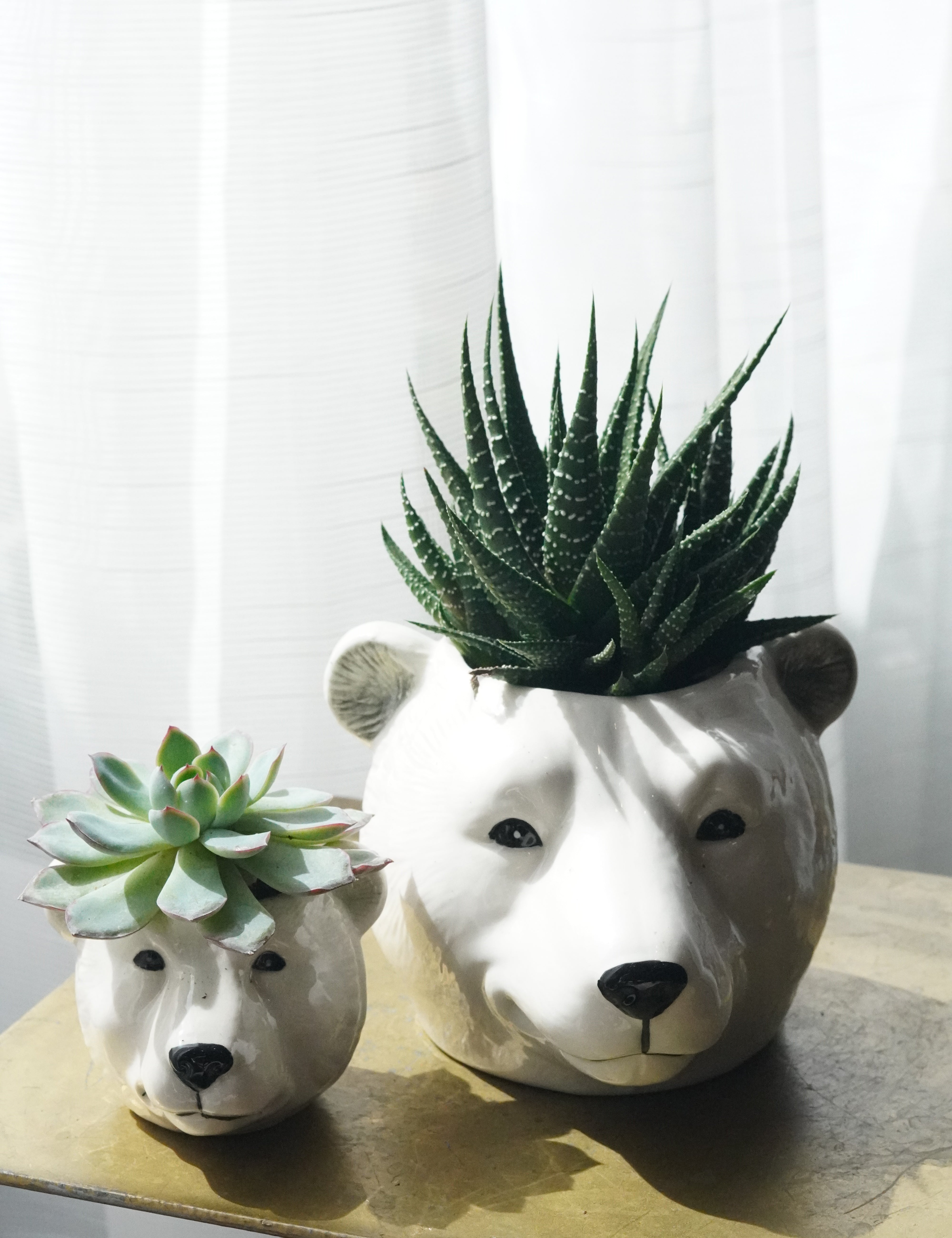 polar bear succulent planter duo Toronto