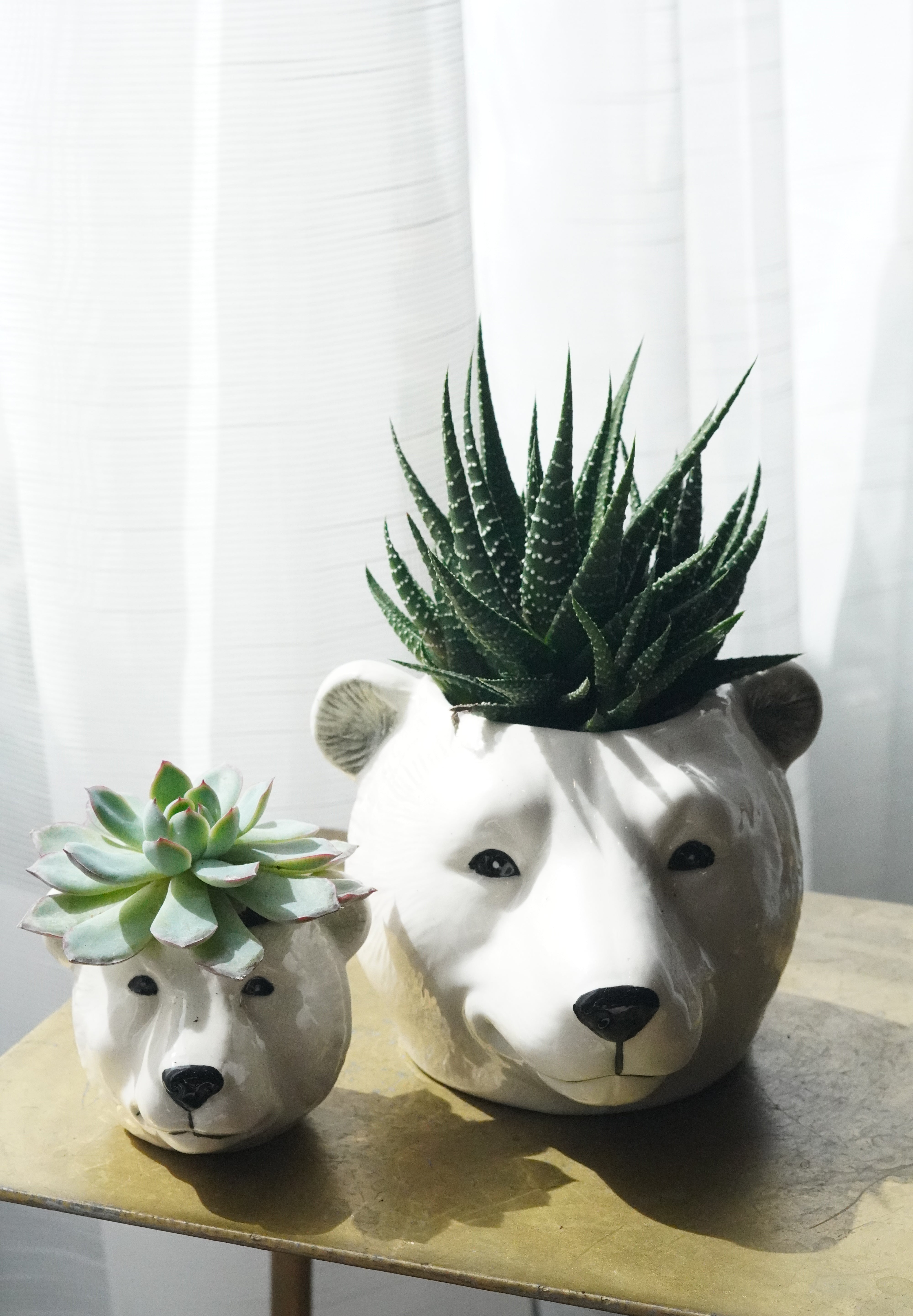 polar bear succulent Polar Bear Succulent Planter Duo – Moon's Flowers
