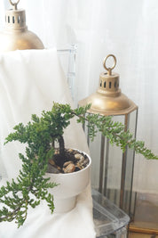 Modern minimalist Juniper Bonsai tree for home decor, handcrafted by Moon's Flowers. Same-day delivery available for the perfect long-lasting Mother's Day gift in the GTA