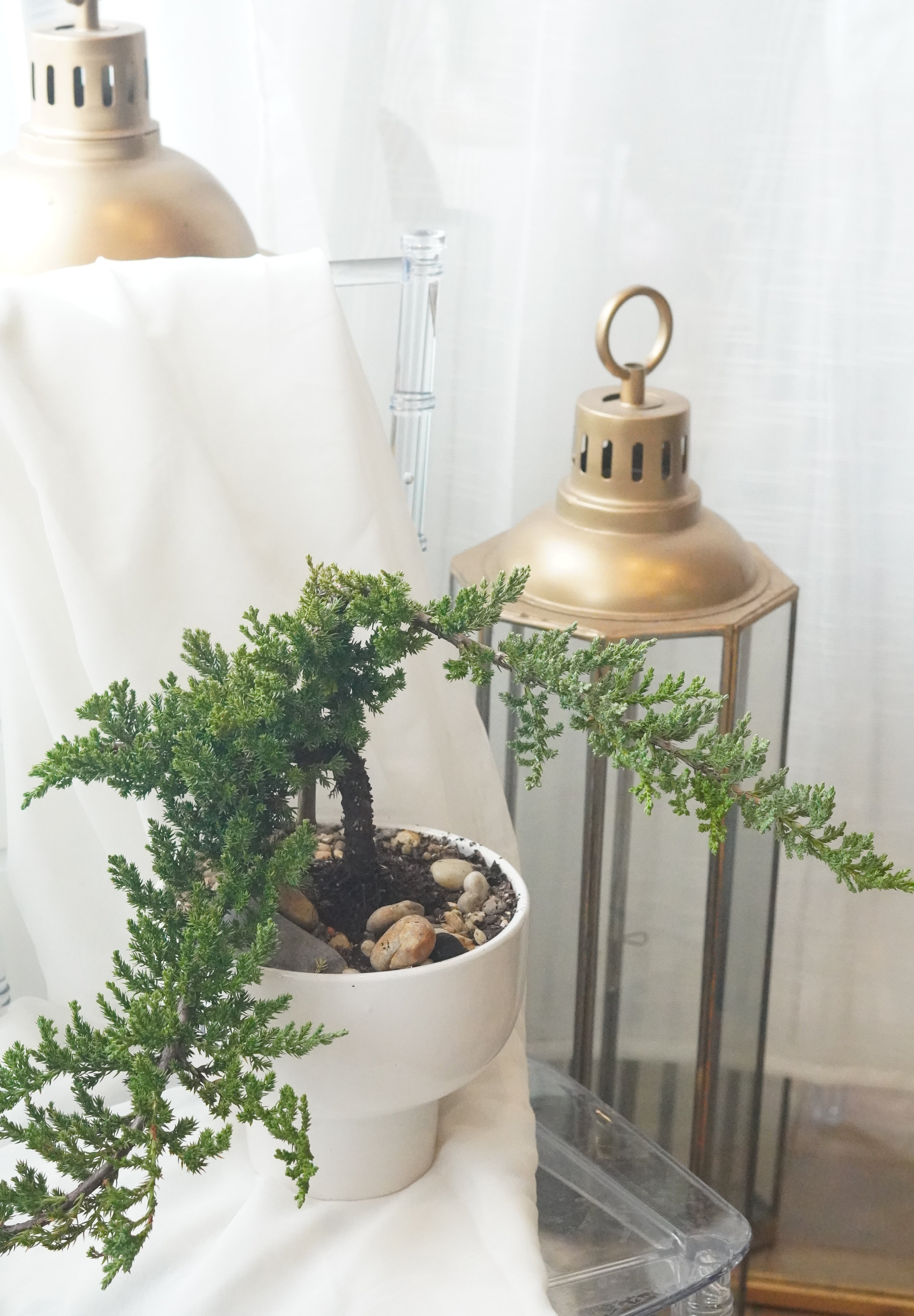 Modern minimalist Juniper Bonsai tree for home decor, handcrafted by Moon's Flowers. Same-day delivery available for the perfect long-lasting Mother's Day gift in the GTA