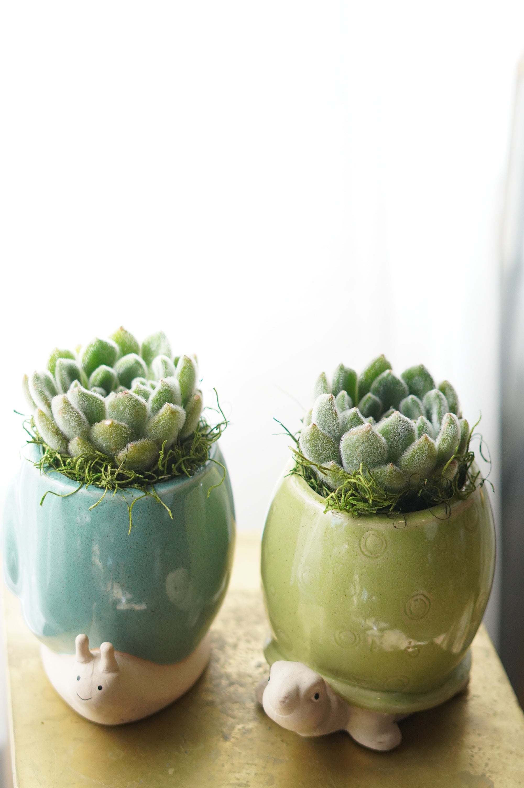 Succulent