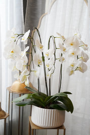 Elegant phalaenopsis orchid plant with multiple blooming stems in a textured white ceramic pot