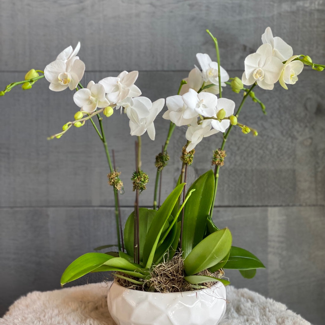 4 white mini Phalaenopsis orchids in geometric white ceramic bowl — sympathy plant delivery Toronto
