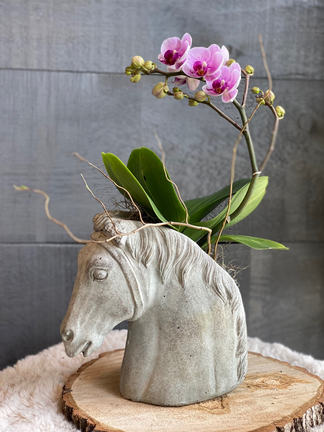 Orchid in a Horse Head Pot