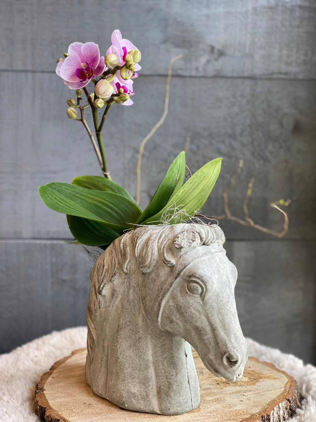 Orchid in a Horse Head Pot