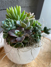 Succulent bowl