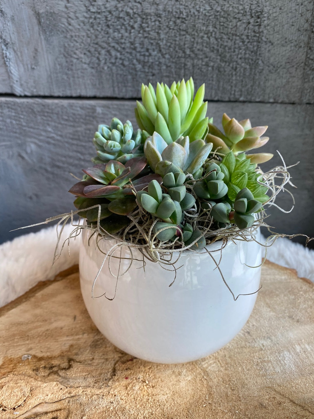 Succulent bowl