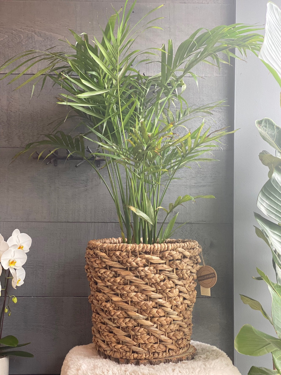 Areca palm Tree