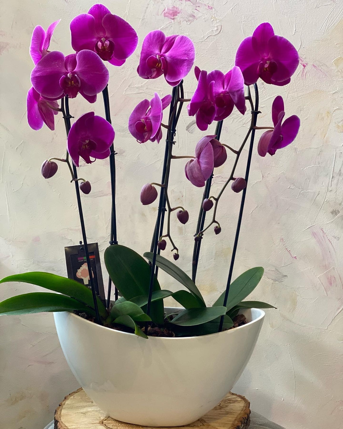 Orchids in a Boat