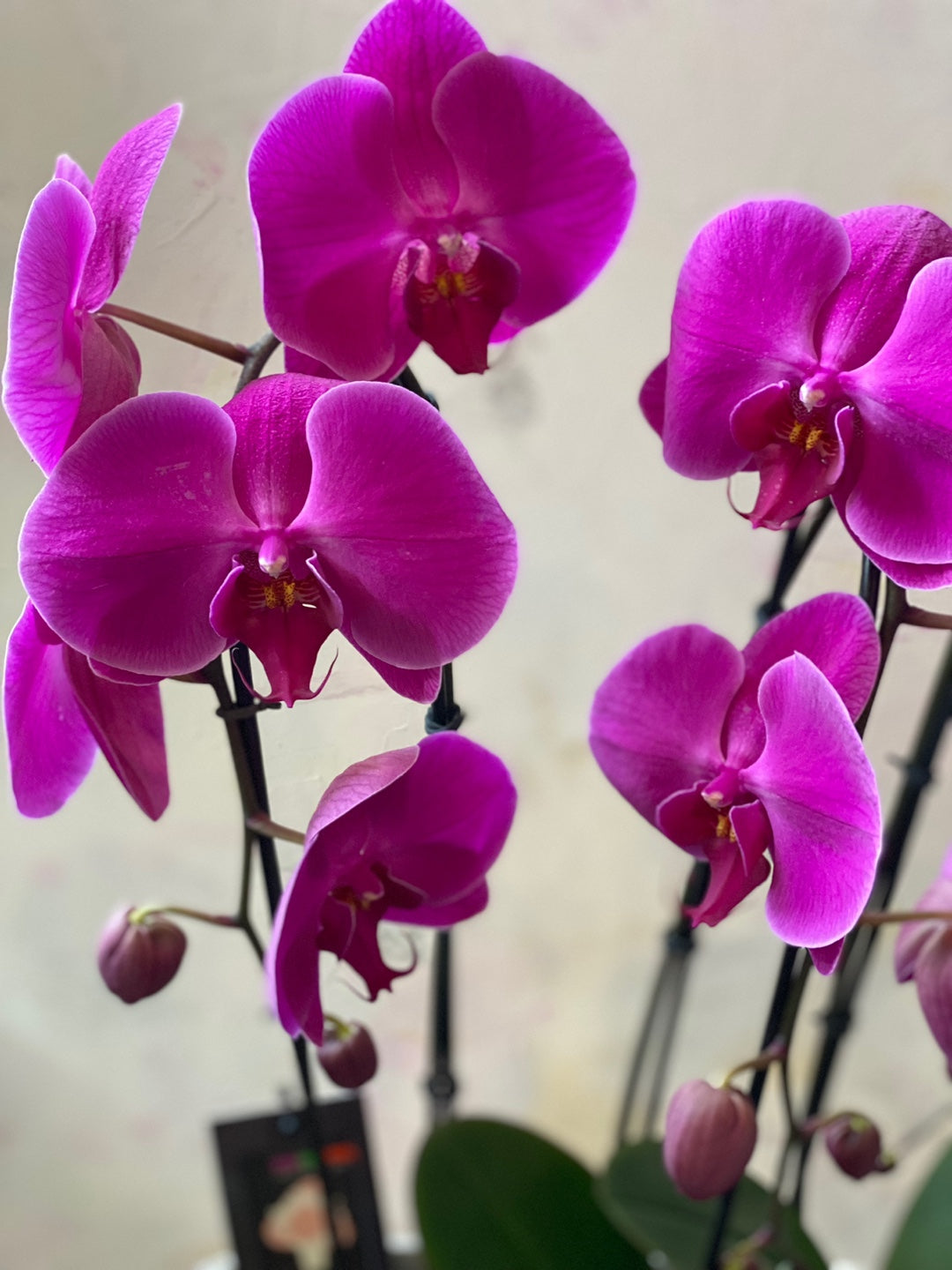 Orchids in a Boat