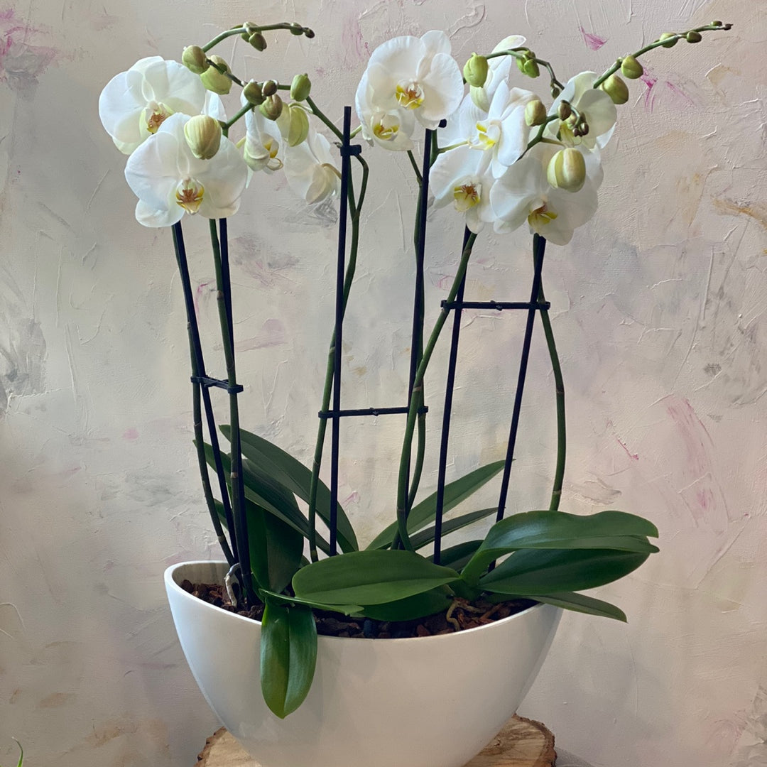 4 white Phalaenopsis orchids in white boat ceramic vase — luxury orchid delivery Toronto