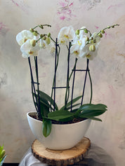 Orchids in a Boat