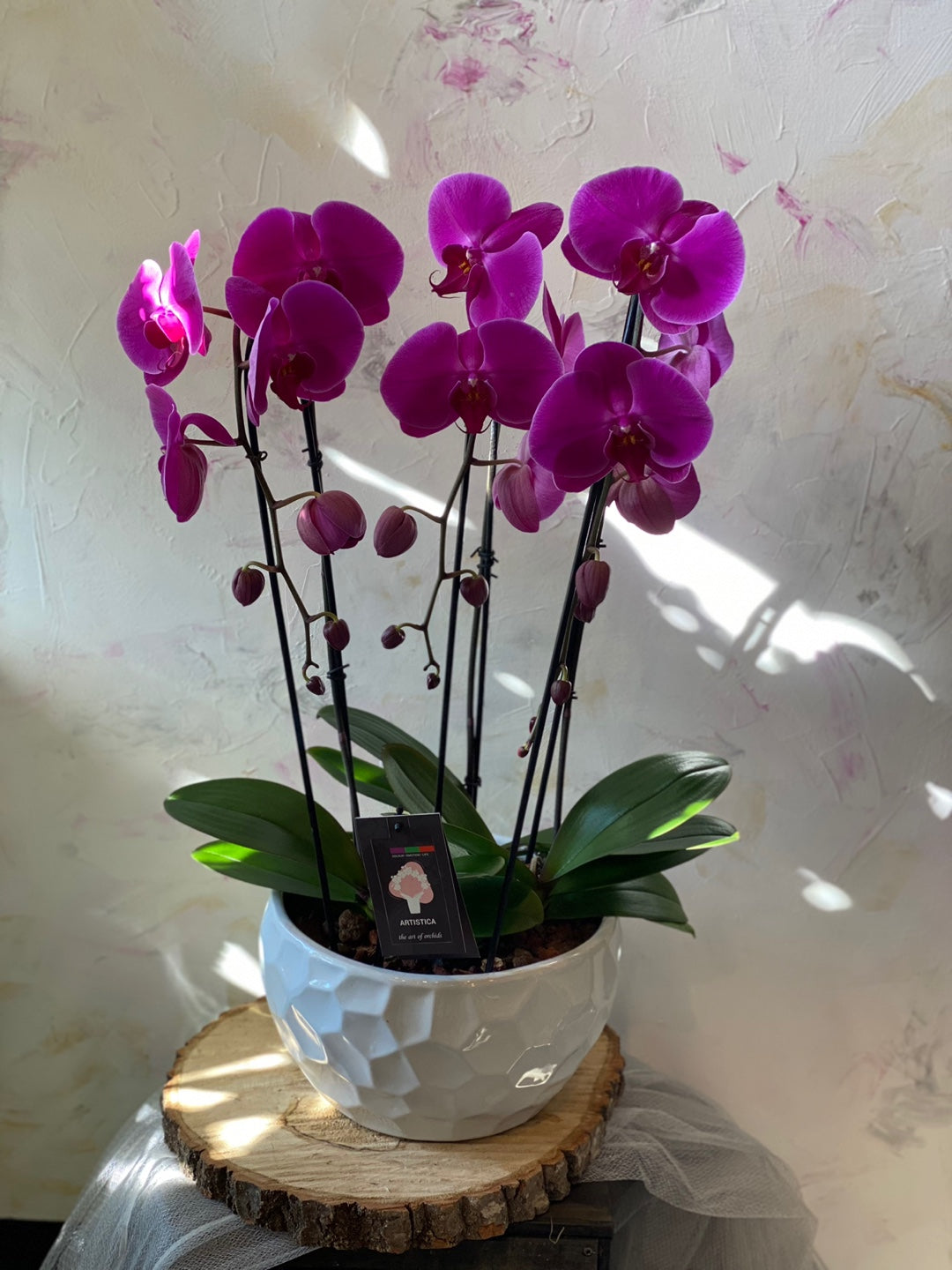 Large orchids