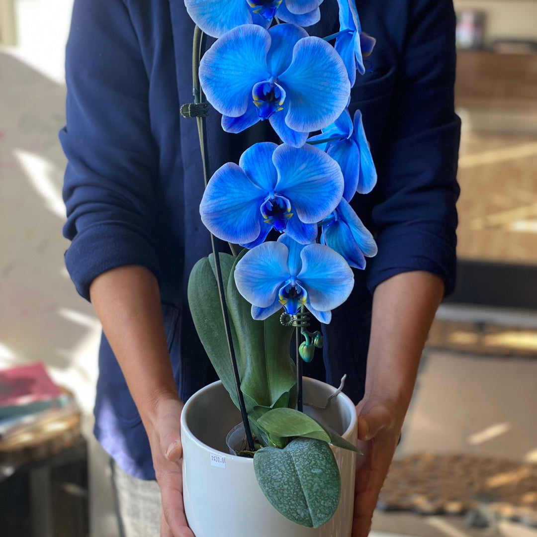 Front view of the arrangement