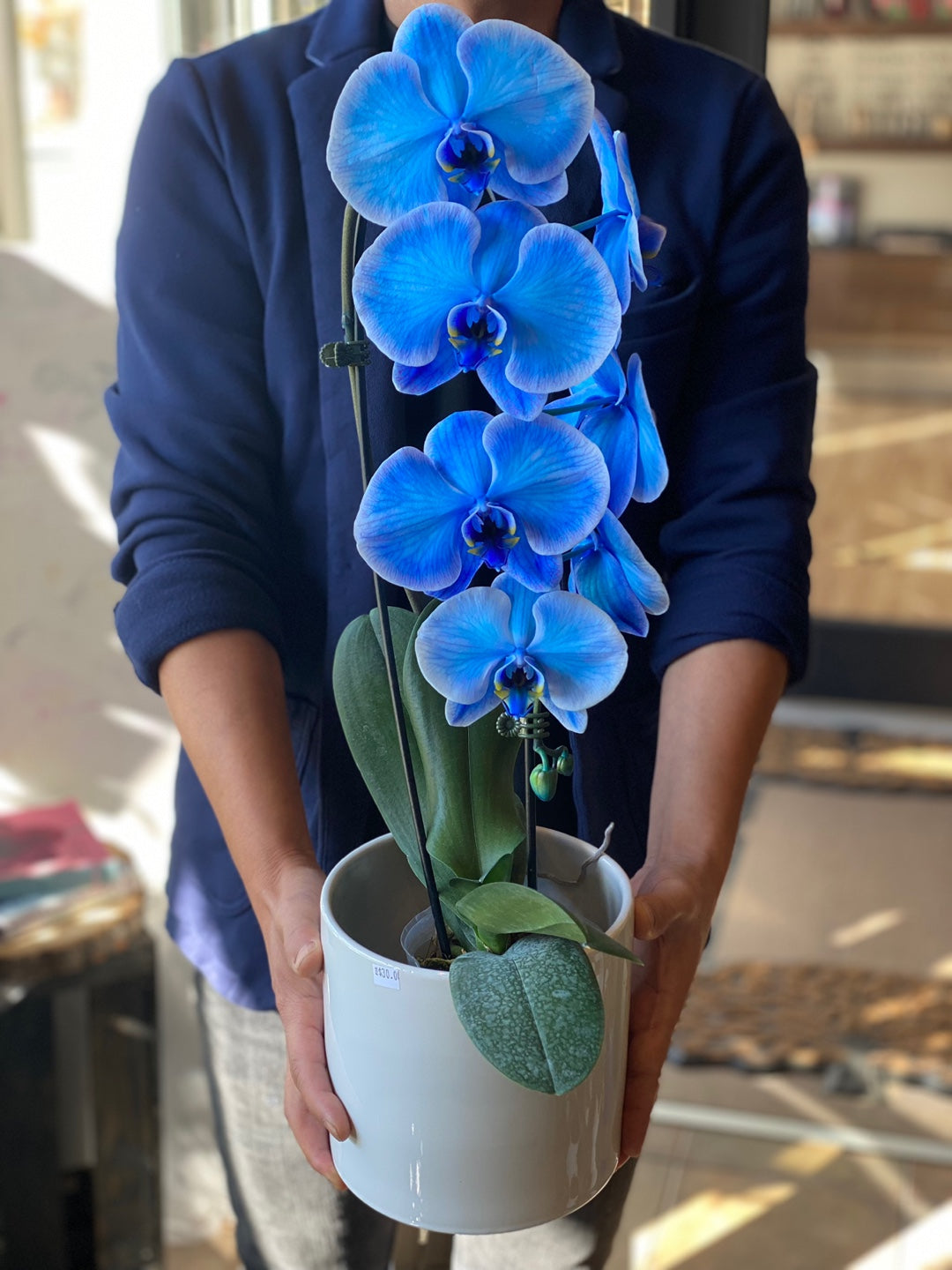 Blue Orchid