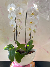 Orchids in a Boat