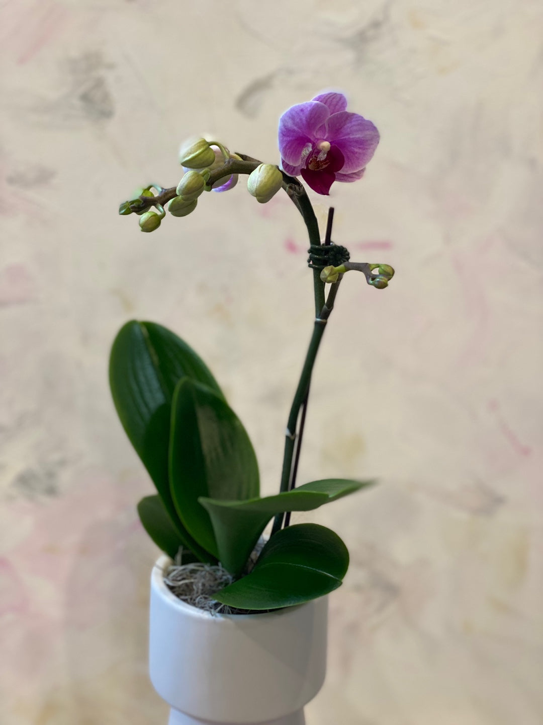 Single Mini orchid