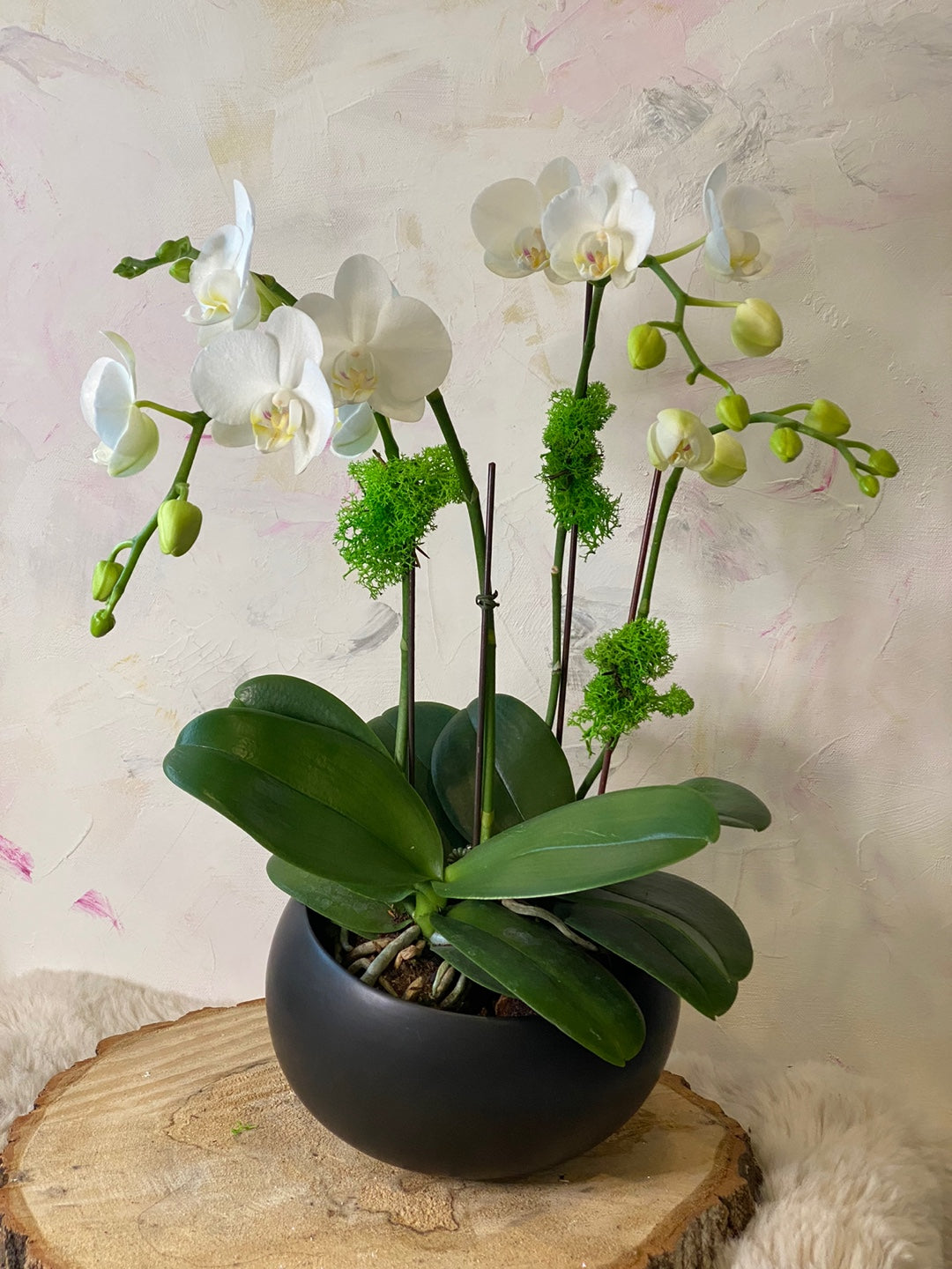 Sympathy Mini Orchids Black Pot Flower Delivery Toronto Same Day Delivery Moon’s Flowers