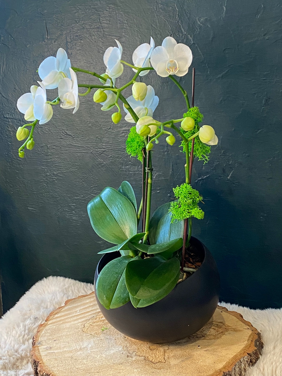 Mini Orchids in Black Pot