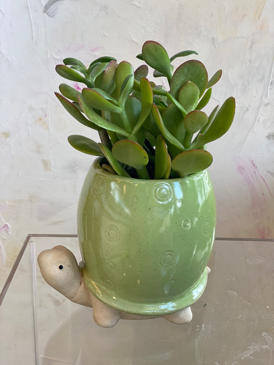 Jade with Turtle | Flower Delivery Toronto | Flower Shop Toronto | Moon ...