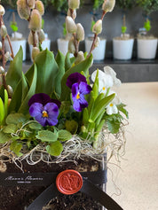 玻璃花瓶中的春季球根花卉